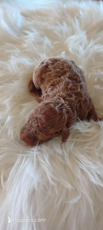 Mr. Laddy – Miniature Goldendoodle puppy for sale in Montgomery, MI