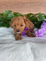 Miss Polly, a female Cavapoo and Poodle - Miniature  for sale in Montgomery, MI – 3 of 8
