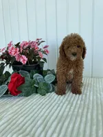 Homestead , a male Miniature Goldendoodle for sale in Montgomery, MI – 5 of 8