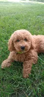 Peter, a male Miniature Goldendoodle for sale in Montgomery, MI – 6 of 6