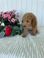 Starlight , a female Miniature Goldendoodle for sale in Montgomery, MI – 10 of 10