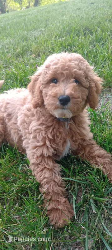 June, a female Miniature Goldendoodle for sale in Montgomery, MI – 1 of 8