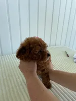 Ribbon, a female Miniature Goldendoodle for sale in Montgomery, MI – 7 of 9