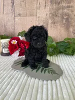 Miss Warbler, a female Miniature Goldendoodle for sale in Montgomery, MI – 6 of 9