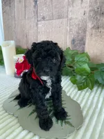 Miss Wafer, a female Miniature Goldendoodle for sale in Montgomery, MI – 6 of 7