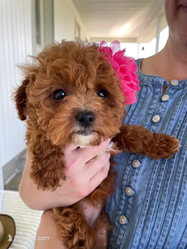Ribbon – Miniature Goldendoodle puppy for sale in Montgomery, MI