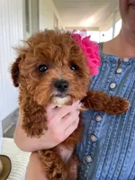 Ribbon, a female Miniature Goldendoodle for sale in Montgomery, MI – 1 of 9