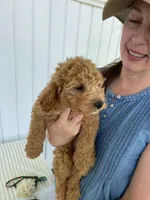 Thistle , a male Miniature Goldendoodle for sale in Montgomery, MI – 2 of 10