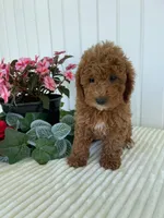 Homestead , a male Miniature Goldendoodle for sale in Montgomery, MI – 7 of 8