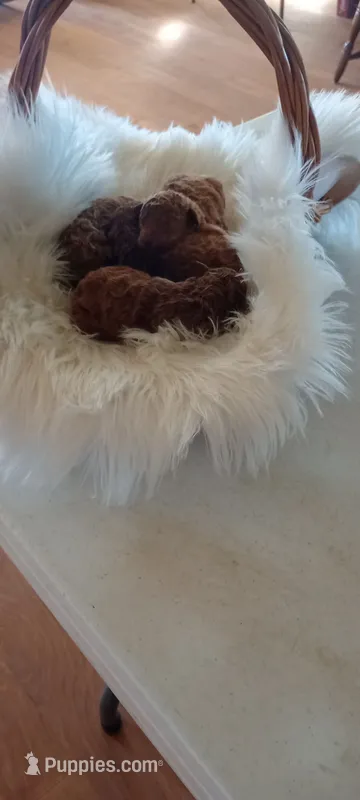 Male Mini Goldendoodle #1 – Miniature Goldendoodle puppy for sale in Montgomery, MI