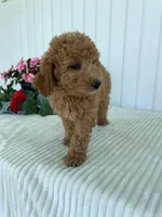 Columbus , a male Miniature Goldendoodle for sale in Montgomery, MI – 7 of 8
