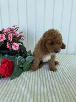 Daffodil, a female Miniature Goldendoodle for sale in Montgomery, MI – 8 of 10