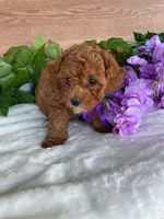 Miss Tulip, a female Cavapoo and Poodle - Miniature  for sale in Montgomery, MI – 4 of 8