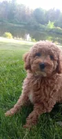 June, a female Miniature Goldendoodle for sale in Montgomery, MI – 2 of 8