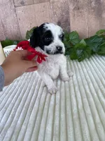 Miss Weaver, a female Miniature Goldendoodle for sale in Montgomery, MI – 3 of 10