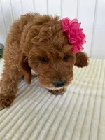 Daffodil, a female Miniature Goldendoodle for sale in Montgomery, MI – 4 of 10