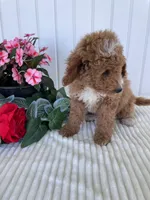 James , a male Miniature Goldendoodle for sale in Montgomery, MI – 9 of 10