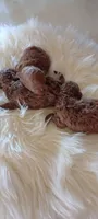 Male Mini Goldendoodle #2, a male Miniature Goldendoodle for sale in Montgomery, MI – 5 of 5