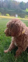 June, a female Miniature Goldendoodle for sale in Montgomery, MI – 7 of 8