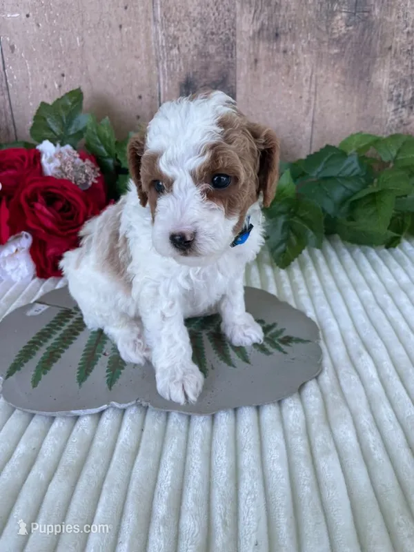 Mr. Whistler – Miniature Goldendoodle puppy for sale in Montgomery, MI