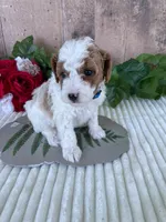 Mr. Whistler, a male Miniature Goldendoodle for sale in Montgomery, MI – 1 of 1
