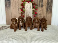 Mr. Lotus, a male Miniature Goldendoodle for sale in Montgomery, MI – 3 of 4