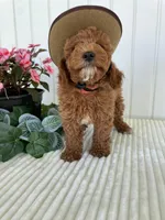 Homestead , a male Miniature Goldendoodle for sale in Montgomery, MI – 2 of 8