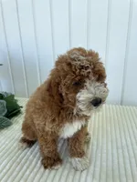 Rose, a female Miniature Goldendoodle for sale in Montgomery, MI – 5 of 10
