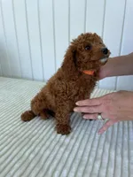 Starlight , a female Miniature Goldendoodle for sale in Montgomery, MI – 9 of 10