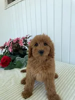 May, a female Miniature Goldendoodle for sale in Montgomery, MI – 8 of 9