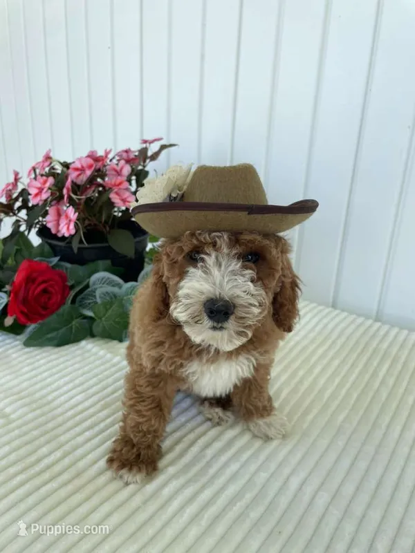 Rose – Miniature Goldendoodle puppy for sale in Montgomery, MI