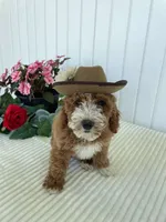 Rose, a female Miniature Goldendoodle for sale in Montgomery, MI – 1 of 10