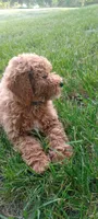 June, a female Miniature Goldendoodle for sale in Montgomery, MI – 4 of 8