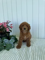 Timber, a male Miniature Goldendoodle for sale in Montgomery, MI – 2 of 9