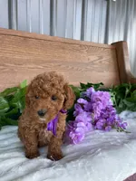 Miss Lilac, a female Cavapoo and Poodle - Miniature  for sale in Montgomery, MI – 3 of 10