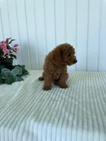 Century , a male Miniature Goldendoodle for sale in Montgomery, MI – 8 of 9