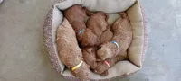 Lotus, a male Miniature Goldendoodle for sale in Montgomery, MI – 2 of 2
