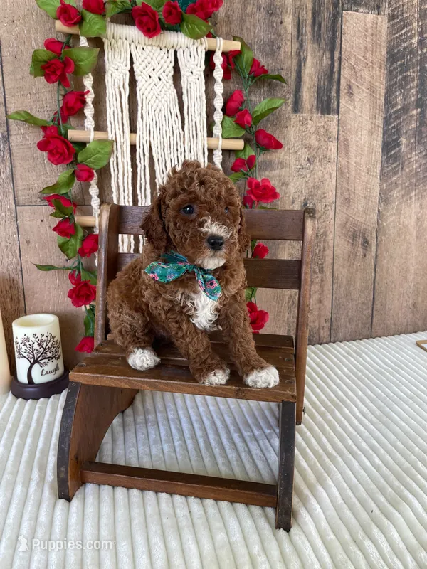 Mr. Lotus – Miniature Goldendoodle puppy for sale in Montgomery, MI