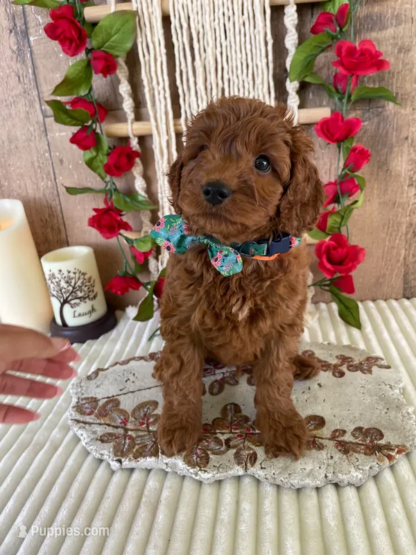 Mr. Iris – Miniature Goldendoodle puppy for sale in Montgomery, MI