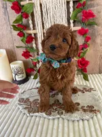 Mr. Iris, a male Miniature Goldendoodle for sale in Montgomery, MI – 1 of 5