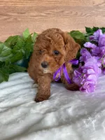 Miss Tulip, a female Cavapoo and Poodle - Miniature  for sale in Montgomery, MI – 2 of 8