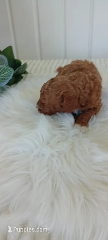 Iris – Miniature Goldendoodle puppy for sale in Montgomery, MI
