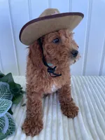 Timber, a male Miniature Goldendoodle for sale in Montgomery, MI – 4 of 9