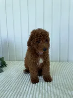 Martin, a male Miniature Goldendoodle for sale in Montgomery, MI – 5 of 8