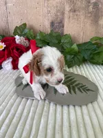 Miss Waffle, a female Miniature Goldendoodle for sale in Montgomery, MI – 3 of 8
