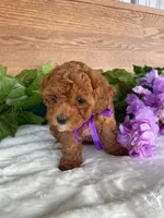 Miss Tulip, a female Cavapoo and Poodle - Miniature  for sale in Montgomery, MI – 3 of 8