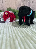 Miss Waves, a female Miniature Goldendoodle for sale in Montgomery, MI – 8 of 9