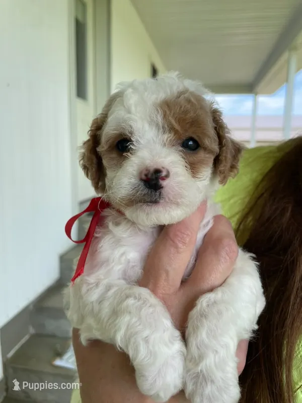 Miss Waffle – Miniature Goldendoodle puppy for sale in Montgomery, MI