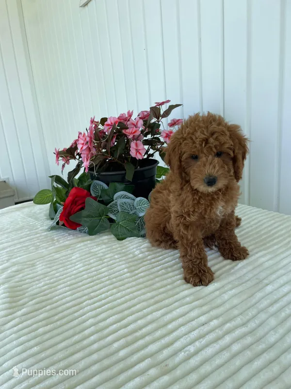 Timber – Miniature Goldendoodle puppy for sale in Montgomery, MI