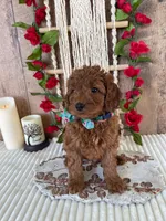 Mr. Iris, a male Miniature Goldendoodle for sale in Montgomery, MI – 3 of 5